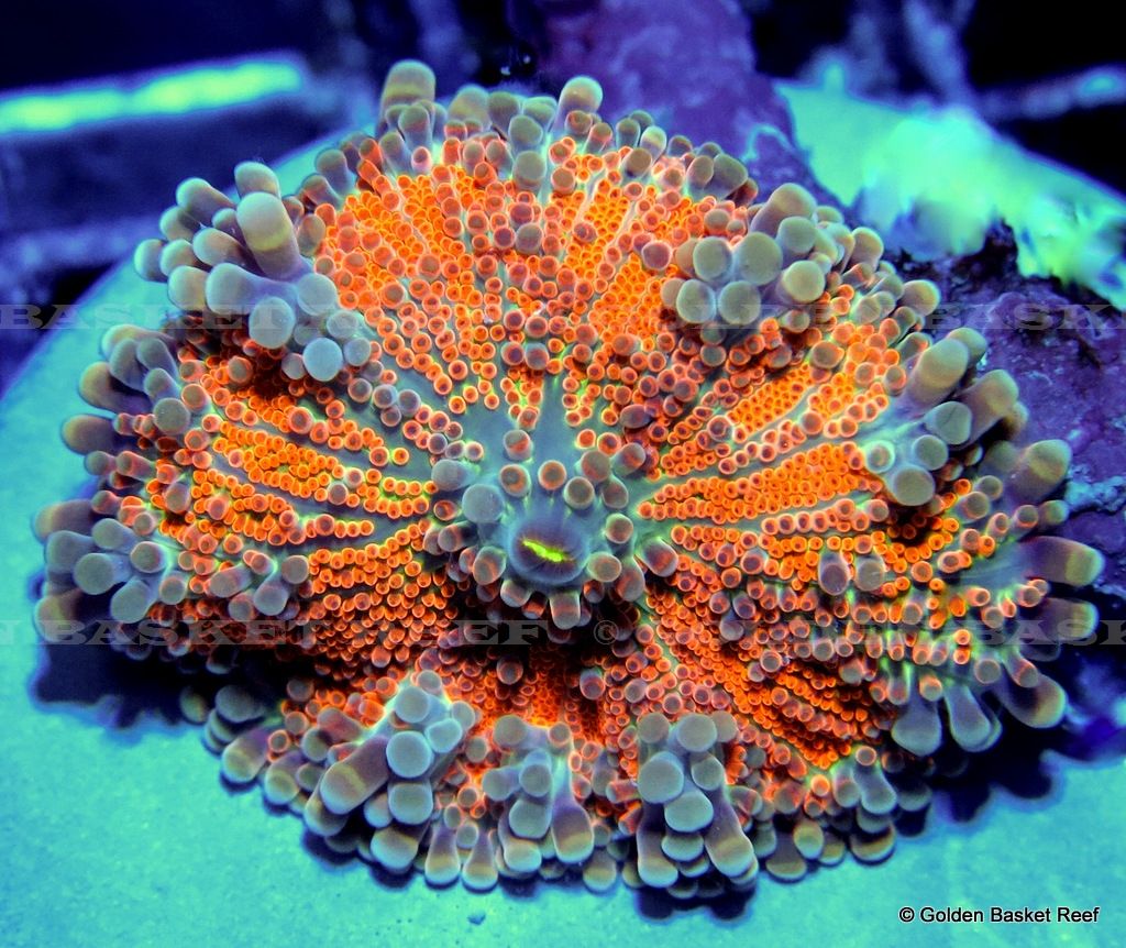 Live Coral Ultra Orange Ricordea Yuma Mushroom eBay